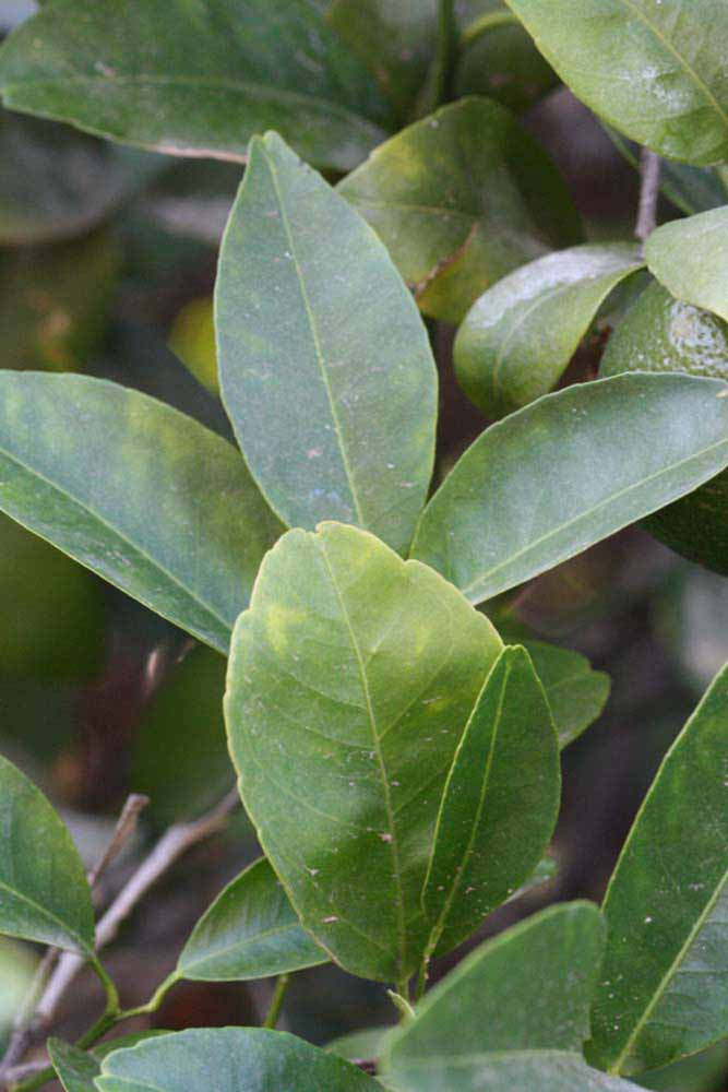              Shade leaves (Riverside, CA)       